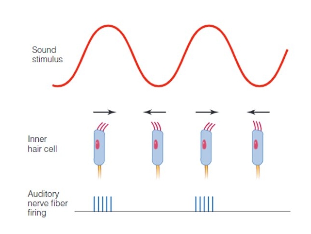 <p>only when it bends in certain directions is a nerve impulse stimulated</p><p>in other bend the hair cell is hyperpolarised and cannot fire </p>