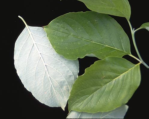 <p>Flowering Dogwood</p>