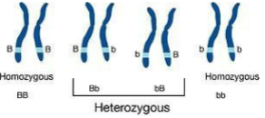 <p>When both alleles at the same locus on homologous chromosomes are the same.</p>