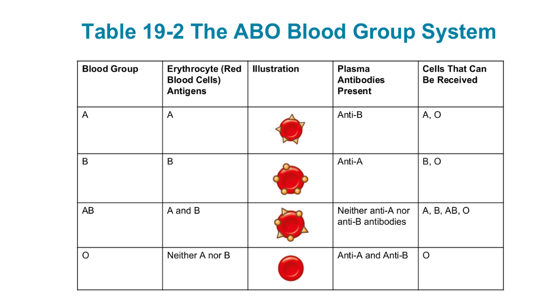 <p>the classification of human blood into 4 principal types (A, B, AB, O)</p><ul><li><p>Antibodies form against certain carbohydrate antigens on R B Cs</p><ul><li><p>A antigens, B antigens, or both</p></li><li><p>Type O red blood cells: lack both A and B antigens</p></li><li><p>person’s ABO type depends on the presence or absence of carbohydrate antigens located on the cell membranes of RBC</p><ul><li><p>involves 3 carbs. antigens on surface of cells (A, B, H): type O only has H antigen</p></li></ul></li></ul></li></ul><p></p>