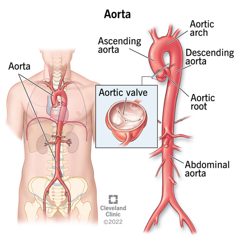 <p><strong>Aorta</strong></p>