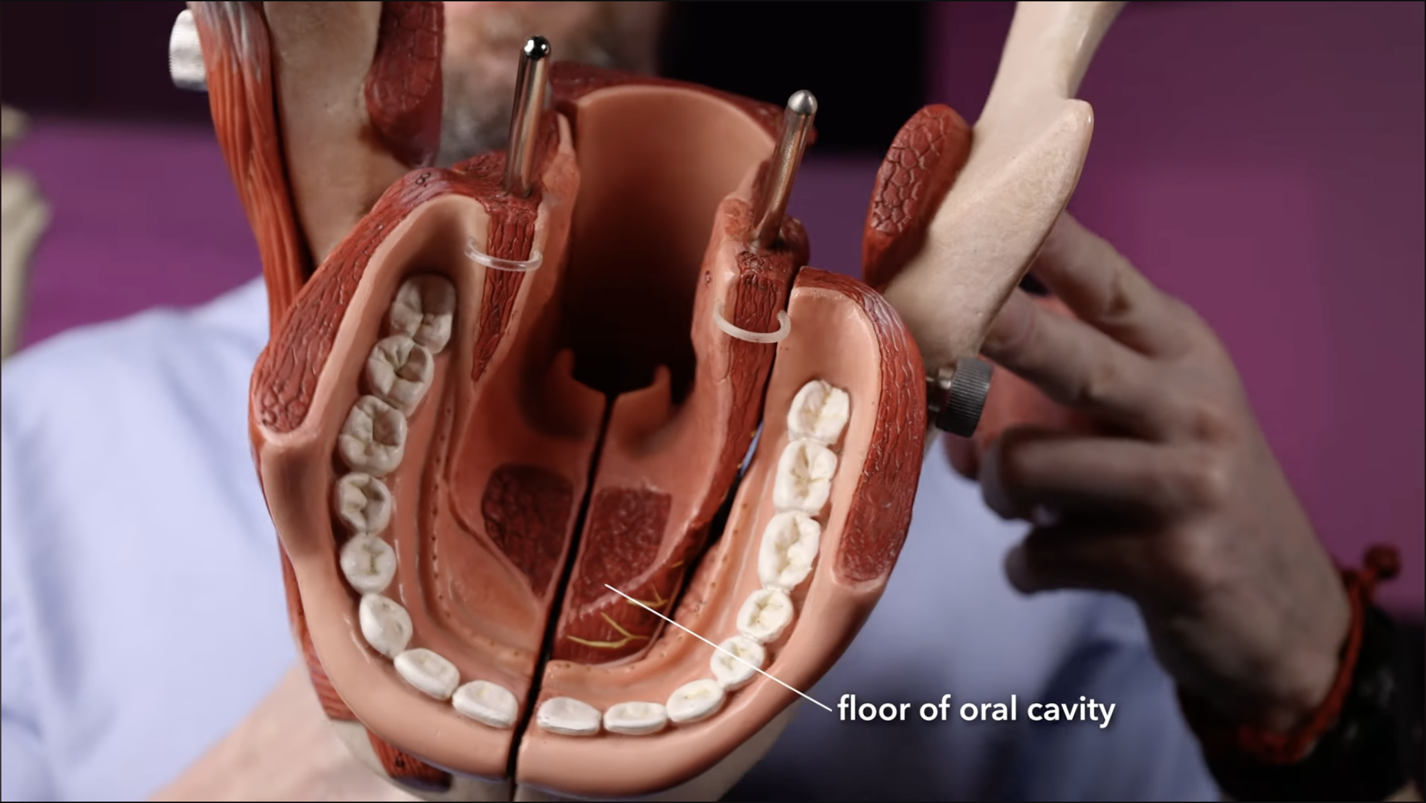 <p>The floor of the oral cavity</p>