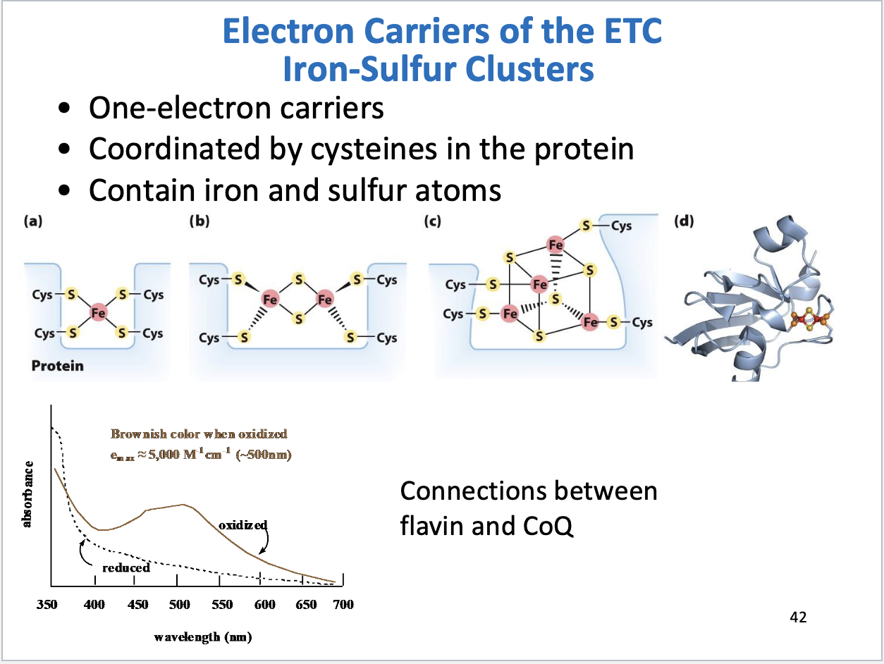 <ul><li><p>One electron carriers</p></li><li><p>Coordinated by cysteines in the protein</p></li><li><p>Have a brownish color when oxidized</p></li></ul><p></p>
