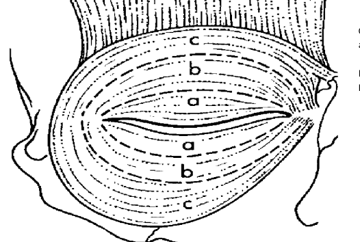 <p>identify the orbital vs palpebral regions of obicularis oculi</p>