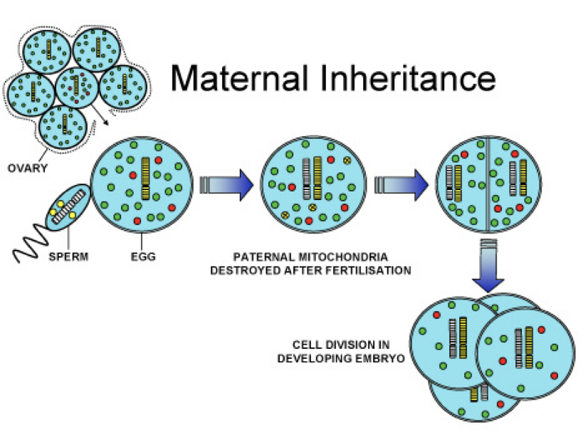 <p>-Mitochondria and chloroplasts have their own DNA that affect phenotypes </p><p>-These traits are maternally inherited, only from mother which means you and your siblings all have the same mitochondrial DNA </p><p>-Reason for mitochondrial disease, mitochondria fail to produce enough energy</p>