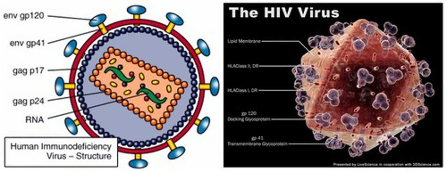 <p>A viral infectious disease that affects humans.</p><p>- Enters T-lymphocytes, compromising the immune system</p><p>- Diagnosed through blood / saliva test</p><p>- STI, passed through body fluids</p>