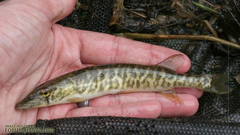 <p>Esox americanus</p>