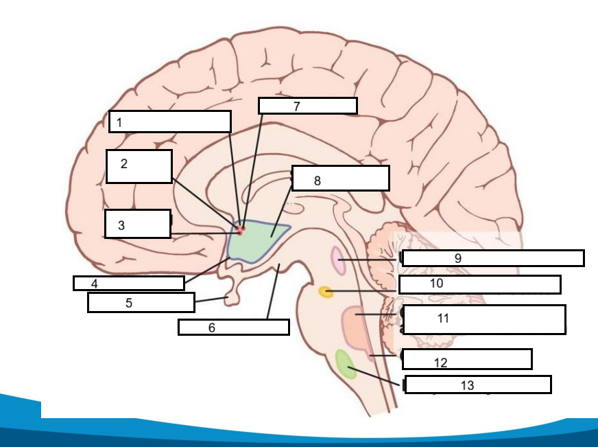 <p>Sự điều hòa hoạt động hệ thần kinh tự chủ</p>