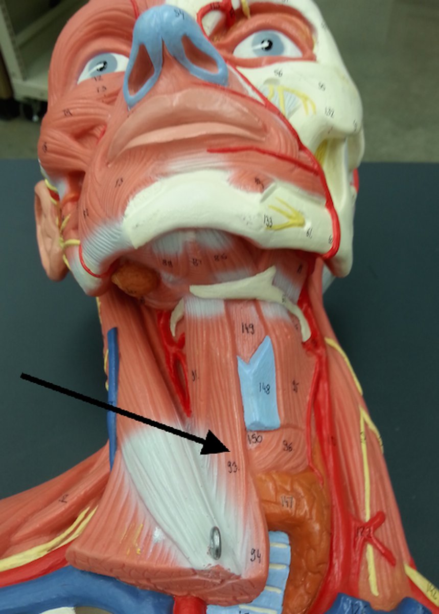 <p>origin: manubrium</p><p>insertion: hyoid</p><p>action: depresses hyoid after swallowing</p>