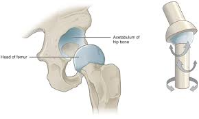 <ul><li><p>spherical head of one bone fits into round socket of another</p></li><li><p>classified as multiaxial</p><ul><li><p>shoulder and hip</p></li><li><p>sacrifice stability for mobility</p></li></ul></li></ul><p></p>
