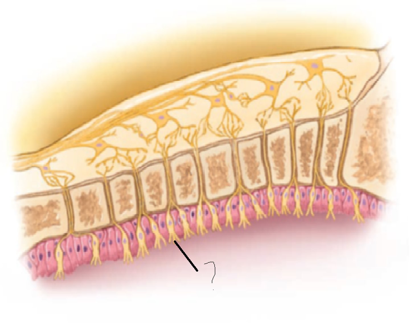 <p>roof of nasal cavity</p>