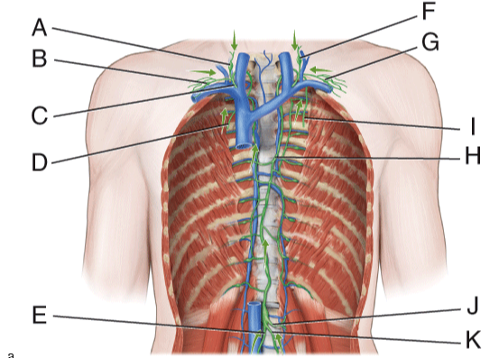 <p>In the diagram which vessel drains lymph from the upper right side of the body into venous blood at the right subclavian vein.</p><p>a) B</p><p>b) C</p><p>c) F</p><p>d) G</p><p>e) E</p>