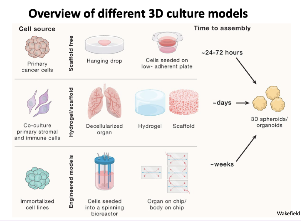 <ol><li><p><span style="background-color: inherit; line-height: 22px; color: windowtext;">Primary grown as a spheroid , scaffold free</span><span style="line-height: 22px; color: windowtext;"> </span></p></li><li><p><span style="background-color: inherit; line-height: 22px; color: windowtext;">Mix with other cell types</span><span style="line-height: 22px; color: windowtext;"> </span></p><ul><li><p class="Paragraph SCXO252205723 BCX0" style="text-align: left;"><span style="background-color: inherit; line-height: 22px; color: windowtext;">Is a scaffold</span><span style="line-height: 22px; color: windowtext;"> </span></p></li><li><p class="Paragraph SCXO252205723 BCX0" style="text-align: left;"><span style="background-color: inherit; line-height: 22px; color: windowtext;">Decellularized organ</span><span style="line-height: 22px; color: windowtext;"> </span></p></li></ul></li><li><p class="Paragraph SCXO252205723 BCX0" style="text-align: left;"><span style="background-color: inherit; line-height: 22px; color: windowtext;">Grown in liquid culture, can change pH etc</span><span style="line-height: 22px; color: windowtext;"> </span></p><p class="Paragraph SCXO31009435 BCX0" style="text-align: left;"><span style="background-color: inherit; line-height: 22px; color: windowtext;">Cancer cells can be hard to grow as haven't got types of growth media right </span><span style="line-height: 22px; color: windowtext;"> </span></p></li></ol><p></p>