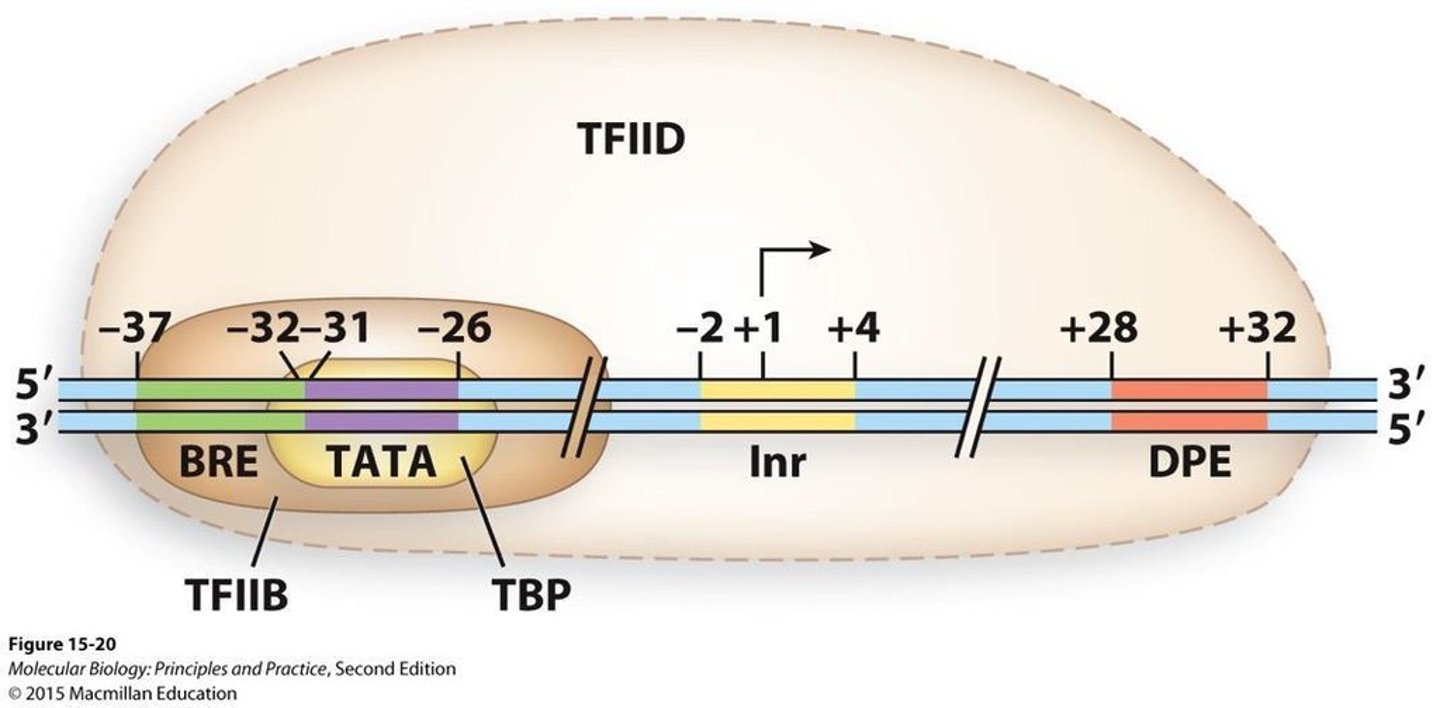 <p>TBP is a protein that binds to the TATA box and is essential for the initiation of transcription by RNA polymerase II.</p>