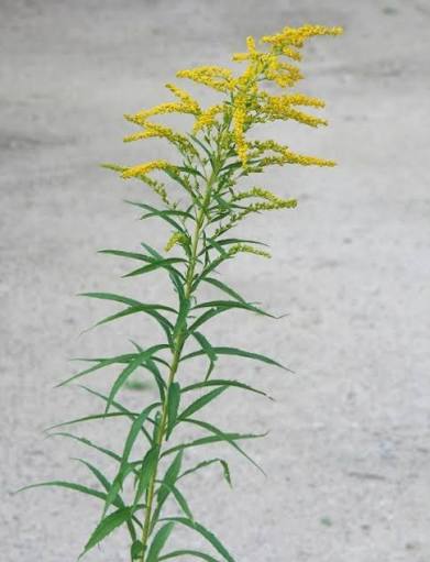 <p>native, aggressive, loves bees, taller and blooms later,<em> Early and Secondary Succession</em></p>