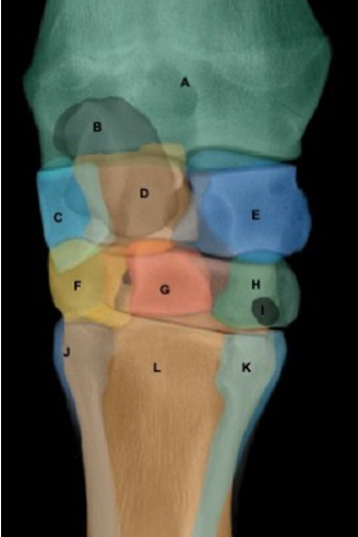 <p>Name the structures</p>