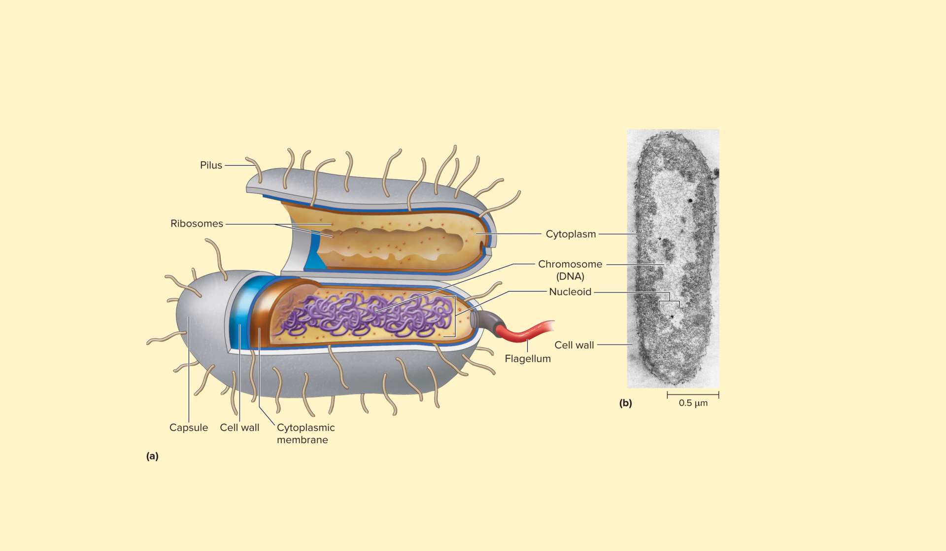 <p>Single-celled extremophiles without a nucleus that are genetically distinct from bacteria and generally do not cause disease in humans.</p>