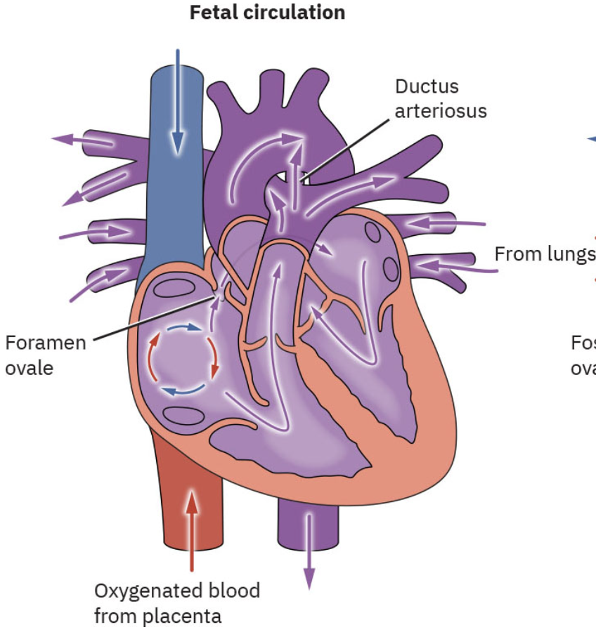 <ul><li><p><span style="color: yellow;">receives blood from pulmonary veins</span> (some) and <span style="color: yellow;">foramen ovale </span>(most)</p></li><li><p>sends oxygenated blood to LV via <span style="color: red;">bicuspid/mitral valve </span>(b/w LA and LV)</p></li></ul><p></p>