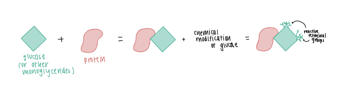 <p><span style="background-color: transparent;">Hyperglycemic cellular injury = consequence of<strong> chronic hyperglycemia</strong></span></p><p><span style="background-color: transparent;">Advanced glycation end products (AGE)</span></p><ul><li><p><span style="background-color: transparent;">Produced through non-enzymatic attachment of glucose (or other monoglycerides) to proteins, followed by <strong><u>chemical modification</u></strong> of the glucose to form a <strong>reactive terminal group </strong></span></p></li><li><p><span style="background-color: transparent;">Effect of the reactive terminal group:</span></p><ul><li><p>1) Direct damage: Cross-linking proteins</p><ul><li><p>Alteration in normal protein structure + function =</p></li><li><p><span style="background-color: transparent;">Damages/changes vascular proteins →&nbsp; endothelial cell damage + <strong><u>loss of capillaries</u></strong></span></p></li></ul></li><li><p>2) <span style="background-color: transparent;">Activation of the receptor for advanced glycation end-products (RAGE)</span></p><ul><li><p>RAGE - transmembrane protein is found on many cells (i.e., endothelial cells in blood vessels, immune cells, smooth muscle cells, kidney cells, neurons)</p></li><li><p>When bound to AGE leads to:</p><ul><li><p><span style="background-color: transparent;">Increased production of ROS (oxidative damage)</span></p></li><li><p><span style="background-color: transparent;">Increased production of inflammatory mediators&nbsp;</span></p></li><li><p><span style="background-color: transparent;">Increased production of extracellular matrix (ECM) proteins = Basement membrane thickening (a preventative attempt to restrict bacterial infection)</span></p></li><li><p><span style="background-color: transparent;">Increased expression of RAGE</span></p></li><li><p><span style="background-color: transparent;">Decreased synthesis of nitric oxide (NO) + Increased synthesis of endothelin = vasoconstriction</span></p></li><li><p><span style="background-color: transparent;">Apoptosis (programmed cell death) of endothelial cells = loss of capillaries</span></p></li><li><p><span style="background-color: transparent;">Increased platelet and RBC aggregation microthrombosis</span></p></li></ul></li></ul></li><li><p>3) Oxidative damage</p></li><li><p>4) Inflammatory damage</p></li></ul></li></ul><p></p>