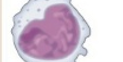 <p>Monocyte</p>