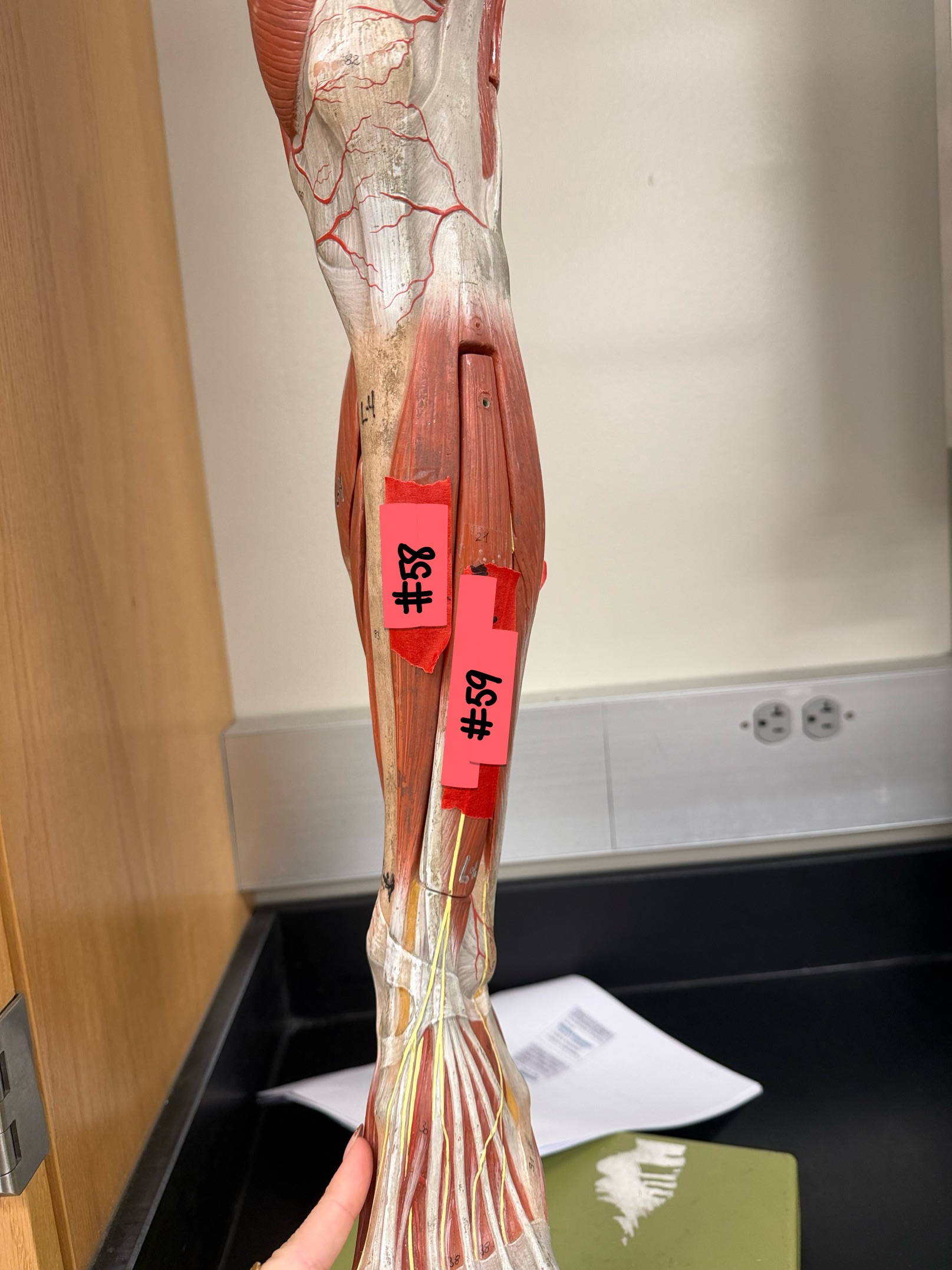 <p>What muscle is located at #58?</p>