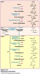 <p>Occurs in cytosol. Does not require oxygen so it is also used in fermentation. Has energy investment and energy payoff phase. </p><p>1. Hexokinase uses ATP to phosphorylate glucose into glucose-6-phosphate. Glucose-6-phosphate cannot leave cell.</p><p>2. Isomerase modifies glucose 6 phosphate into fructose-6-phosphate.</p><p>3. Phosphofructokinase is a major regulatory step. Turns fructose-6-phosphate into fructose-1,6-bisphosphate. </p><p>4. Fructose-1,6-bisphosphate into DHAP and G3P which are in equilibrium with one another. G3P continues to energy payoff phase so DHAP is converted into G3P so 2 G3P are made. </p><p>6. G3P does redox reactions and produces 4ATP and 2NADH, and 2 pyruvate. 2 net ATP made</p>