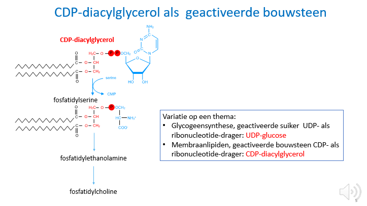 <p><span>Enkel ter illustratie</span></p><p style="text-align: left;"></p><p style="text-align: left;"><span>Synthesepathway van bv fosfatidylcholine waarbij we vertrekken van het geactiveerde diacylglycerol (gebonden aan CDP).</span></p><p style="text-align: left;"><span>In dit geval wordt er nog een Ser aan gebonden dat de plek inneemt van het CDP zodat we verder kunnen richting fosfatidylcholine.</span></p><p style="text-align: left;"><span><br></span></p><p style="text-align: left;"><span>We kunnen hier ook de vergelijking trekken met UDP-glucose (wat we zagen bij glycogeensynthese en de vorming van de suikerstruiken op bepaalde eiwitten in ER en Golgi waarbij er ook geactiveerde suikers gebruikt worden om de glycosylatie van de suikerstruiken uit te voeren.</span></p>