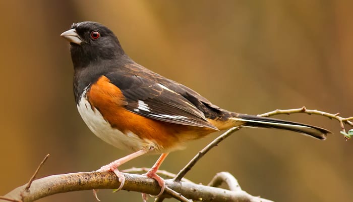 <p>Eastern Towhee</p>