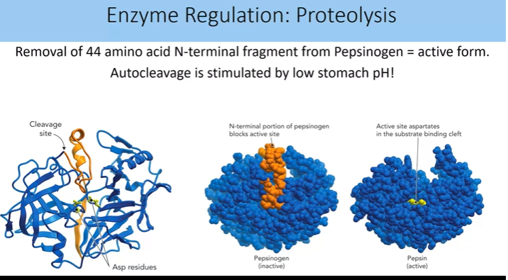 <p>celeaving the 44 aa n terminal fragment</p><p>autocleavage is stimulated by low stomach pH</p>