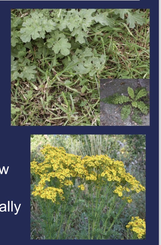 <p>ragwort - toxic compound</p>