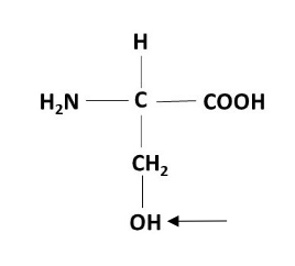 <ul><li><p>hydroxyl group: (-OH)</p></li><li><p>amino group: left side of central carbon (-NH<sub>2</sub>)</p></li><li><p>carboxyl group: right side of the central carbon (-COOH)</p></li><li><p>methyl group: (-CH<sub>3</sub>)</p></li></ul><p></p>