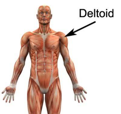 <p>curve of shoulder formed by large deltoid muscle</p>