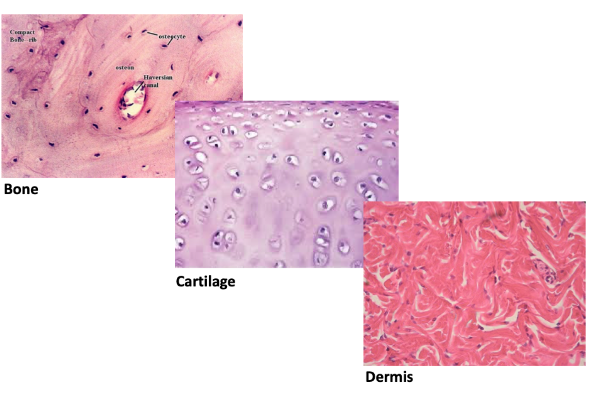 <p>Hvad bestemmer forskelle i vævsstyrke mellem fx knogle, brusk og dermis?</p>