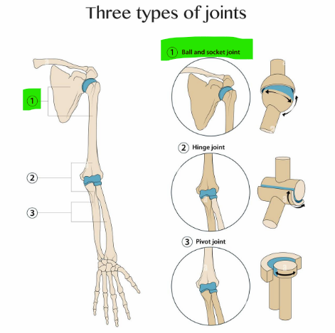 <p>Ball-and-socket joint</p>