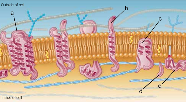 <p>A section of the cell membrane is shown below. Which</p><p>letter(s) in the figure represent transmembrane proteins?</p><p>a. a and b</p><p>b. b and c</p><p>c. c and e</p><p>d. b, only</p><p>e. d and e</p>