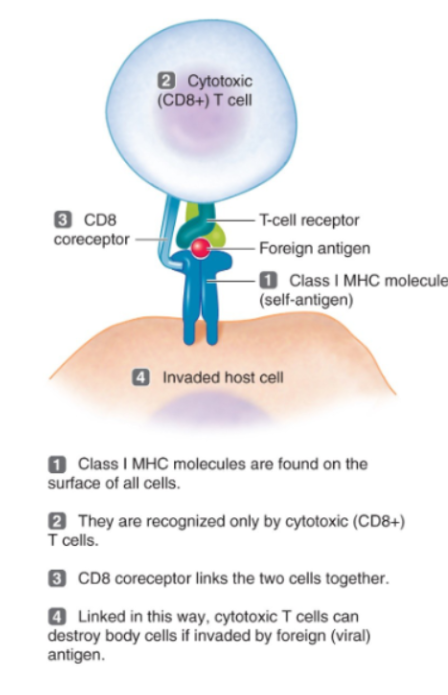 <ul><li><p><span style="background-color: transparent;">The killer T cells.</span></p></li><li><p><span style="background-color: transparent;">They destroy infected or abnormal cells</span></p></li></ul><p><span style="background-color: transparent;"><u>Mechanism of killing:</u></span></p><ul><li><p><span style="background-color: transparent;">Release perforin</span></p></li><li><p><span style="background-color: transparent;">Release granzymes</span></p></li><li><p><span style="background-color: transparent;">Cause apoptosis (cell death)</span></p></li></ul><p></p>