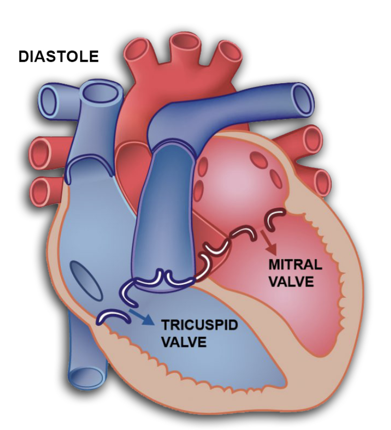 <ul><li><p>AV valves open (mitral + tricuspid)</p></li><li><p>blood flows from atria to ventricles bc of higher atrial pressure</p><ul><li><p>early filling = fast, passive flow</p></li><li><p>slow filling = mid-diastole</p></li></ul></li></ul><p></p>