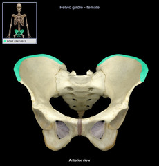 <p>narrow ridge of bone, usually prominent</p>