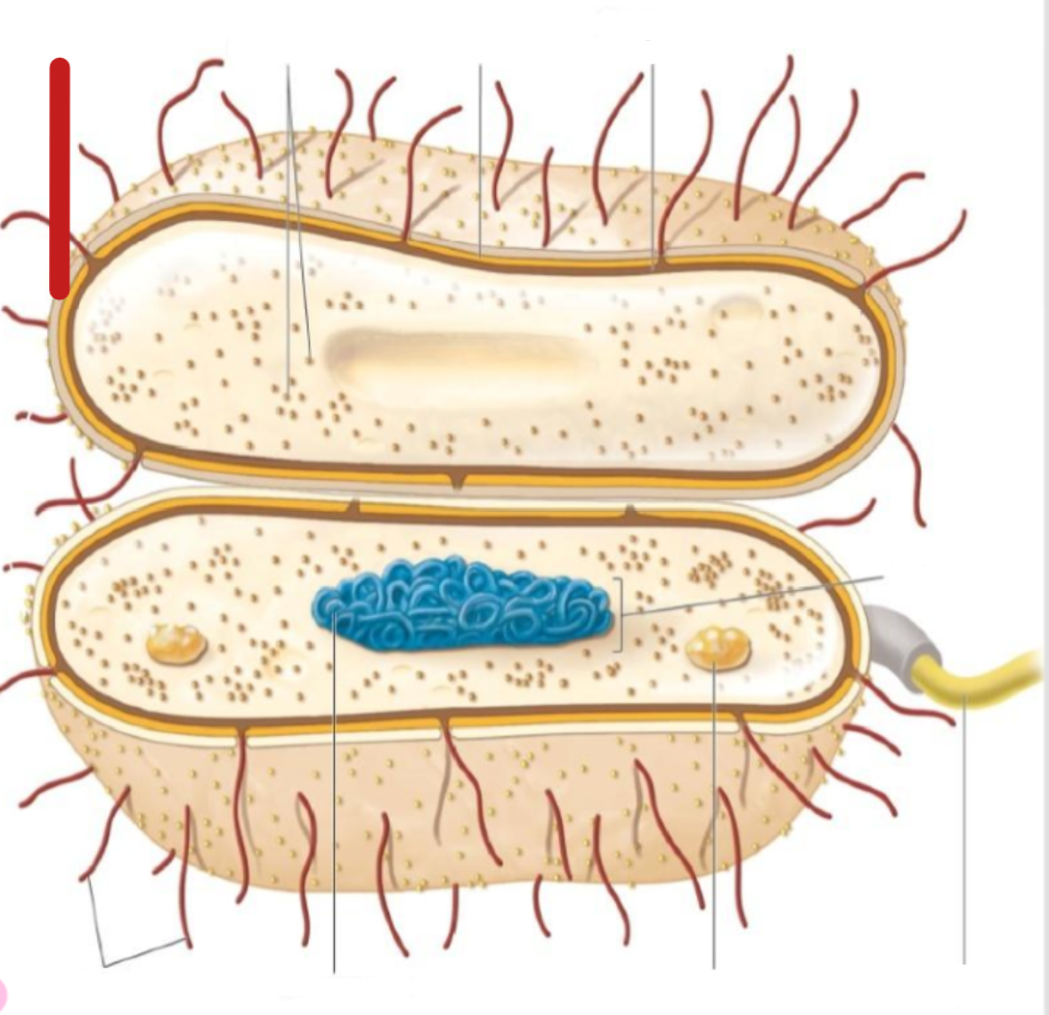 <p>capsules and slime layers</p>