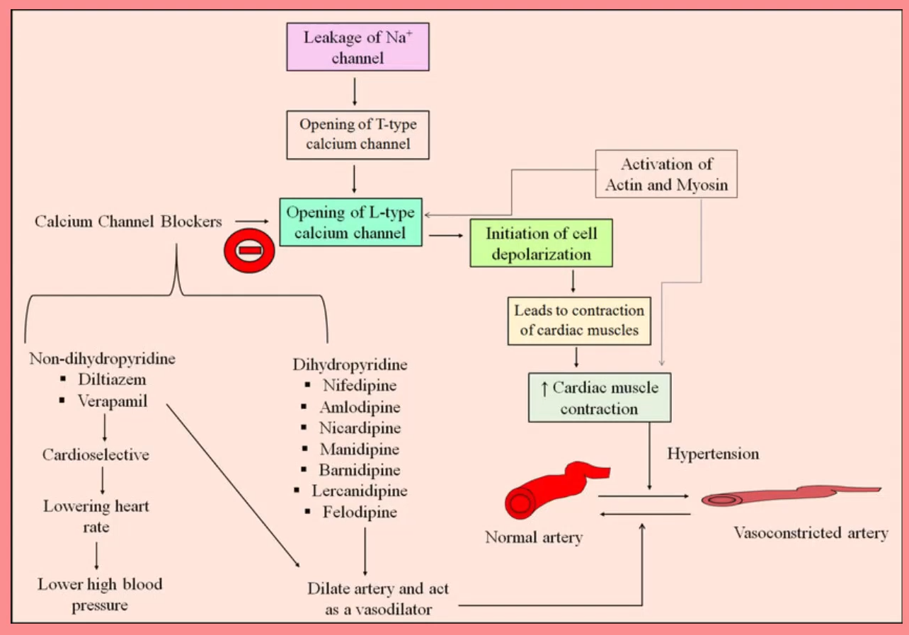 <p>bind to specific calcium channels (L-type channels) in the cell membrane of the heart and blood vessels; inhibits influx of calcium ions</p><p>Slows heart rate by reducing force and rate of contractions; vasodilation (reduces BP); reduces muscle tension</p><p>reduce blood flow to heart (alleviates angina/chest pain)</p>