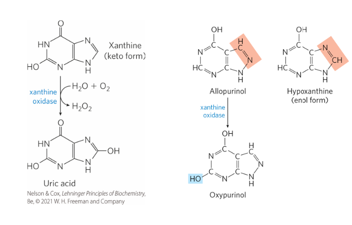 <p>What happens in gout</p>
