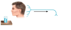 <p>Carry nerve impulses from sensory stimuli towards the central nervous system and brain</p>