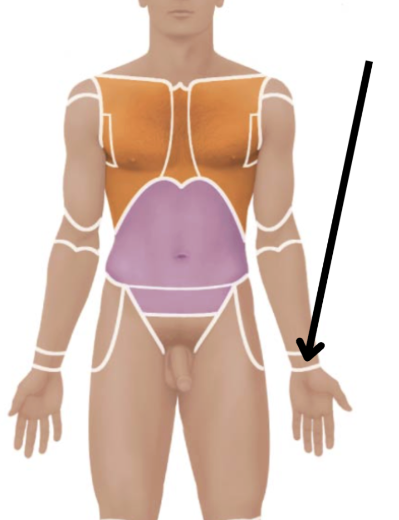 <p>Medical term, region, anteiror/posterior?</p>