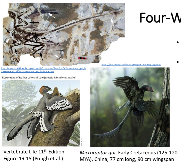 <ul><li><p>many species were found to have legs that acted as wings</p></li><li><p>the lift-to-drag ratio was critical for gliding flight</p></li><li><p>they jumped off trees with legs straight back forming a canopy over the tail, and brought legs down when approaching a tree to increase drag for landing</p></li></ul><p></p>