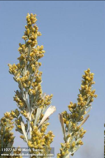 <p><span style="font-family: "Open Sans"; font-size: large;"><strong><u>Big Sagebrush (Artemisia tridentata)</u></strong></span></p>