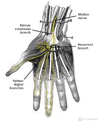 <p>Summerize the <strong>medial nerve</strong>.</p>