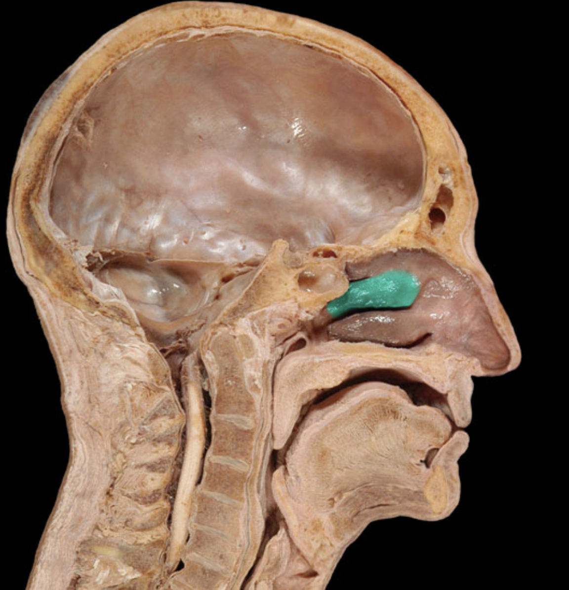 <p>Nasal conchae - creates turbulence for air </p>