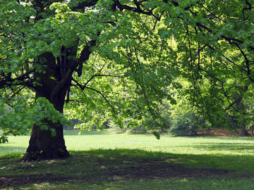 <p>An area where the sun's rays are blocked, such as under a tree or a beach umbrella.</p>