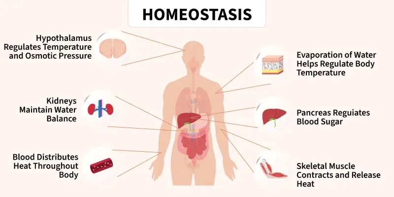 <p></p><p>Homeostasis</p>