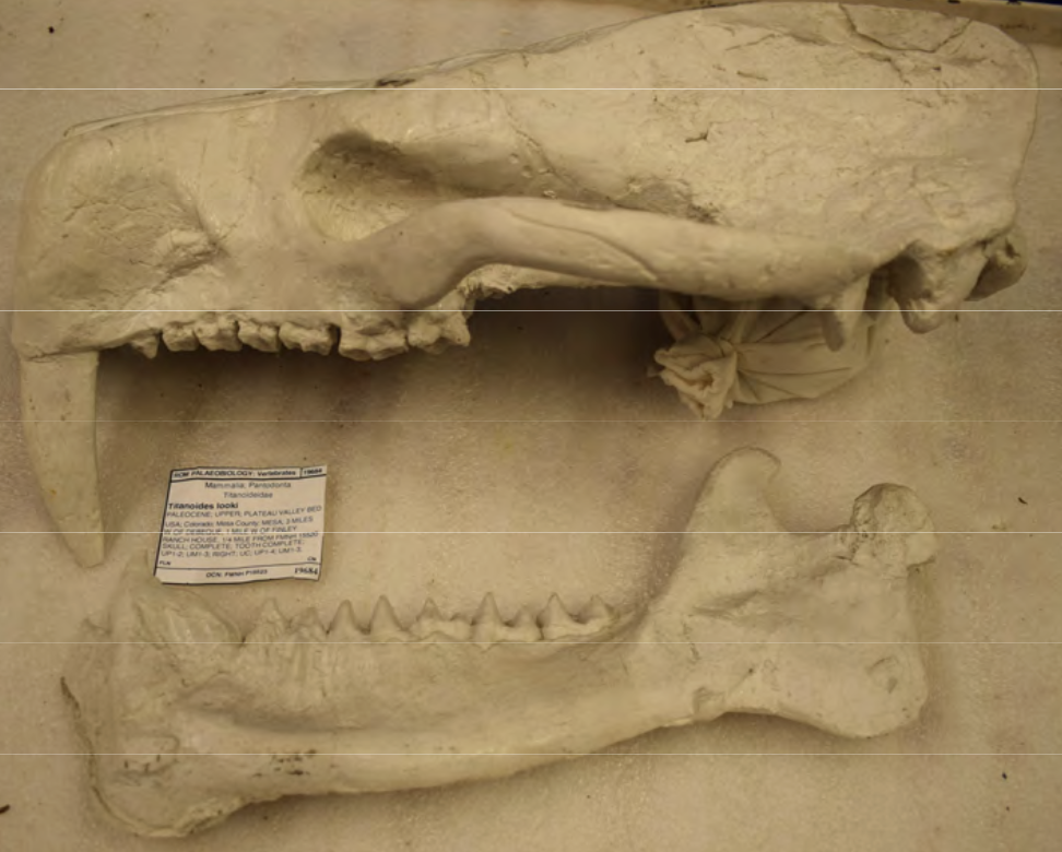 <p>herbivore + large canine</p>